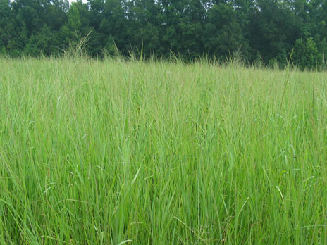 Image of switch grass