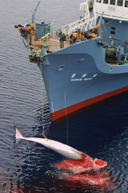 Image of a whale being pulled up from the ocean